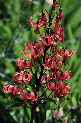 liliummartagona.jpg