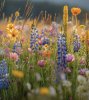 ЦВЕТЫ - УЛЫБКА ПРИРОДЫ. Экологическое развлечение